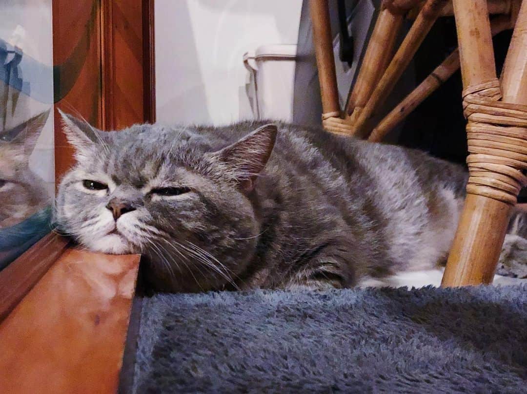 Pancakeのインスタグラム：「“....What day is it? I cannot remember.” (´･д･｀) #cats #catlovers #catsconnect #catstagram #catsoninstagram #sgcats #pets #petlovers #pancake #petstagram #instacats #thedailykitten  #instagramcats #munchkincats #neko #ねこ #マンチカン」