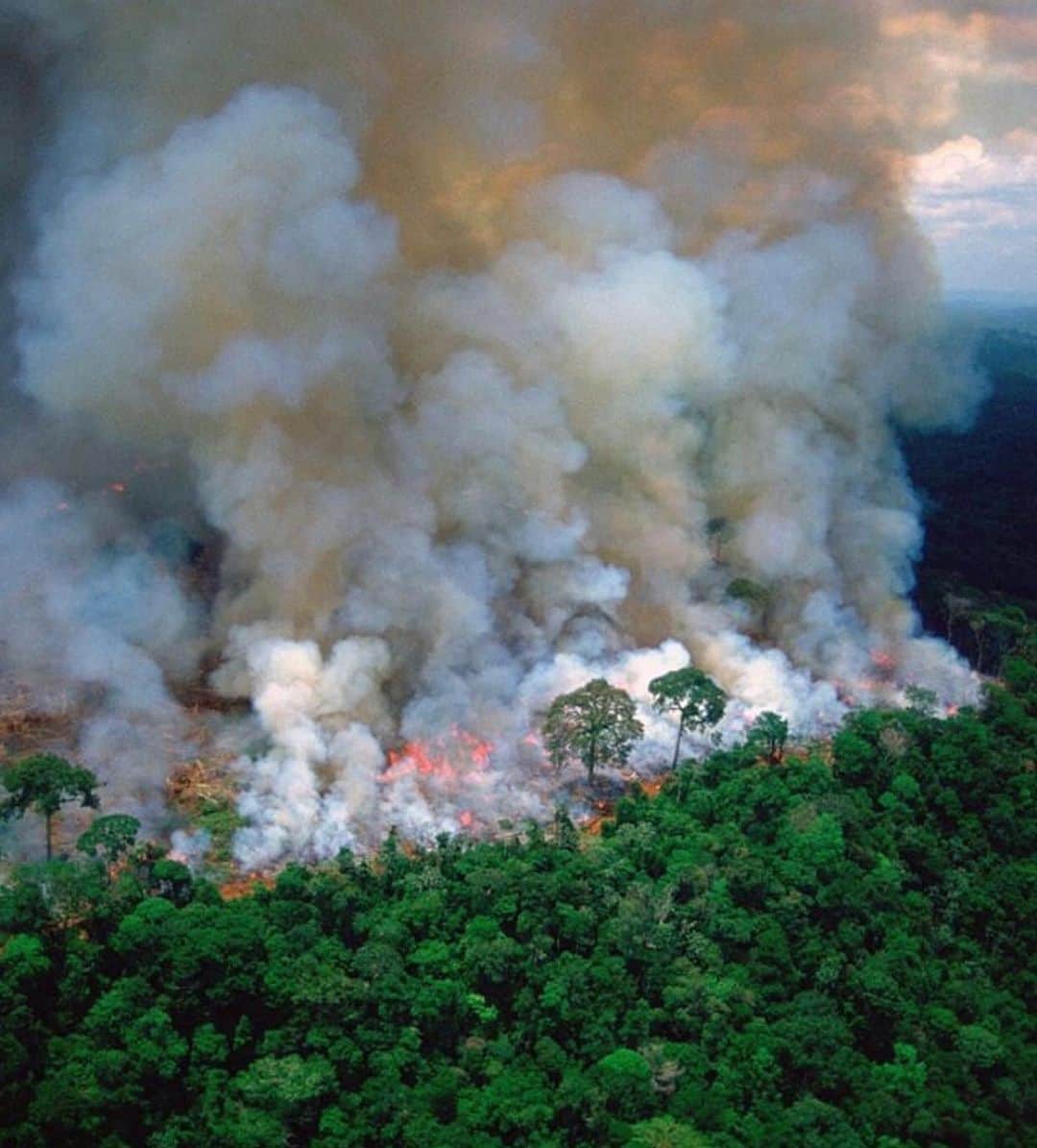 ジゼル・ブンチェンさんのインスタグラム写真 - (ジゼル・ブンチェンInstagram)「A floresta tem um papel fundamental no equilíbrio do clima na Terra e, consequente, em nossas vidas. Não podemos fechar os olhos para o que está acontecendo na Amazônia. As queimadas crescentes vêm destruindo em dias o que a natureza leva anos, séculos para construir. Eu já estive lá e pude ver de perto como tudo acontece.  O desmatamento na Amazônia vem acontecendo há anos e isso tem que parar!! Pela nossa saúde e pela saúde do nosso Planeta!  Foto: Fogo floresta 2003 #TodospelaAmazonia #PrayforAmazonia #TogetherfortheAmazon 🌳 🌳 🌳 🌳 🌳  The forest plays a key role in balancing the Earth's climate and consequently in our lives. We cannot close our eyes to what is happening in the Amazon. The increased burnings have been destroying in days, what nature takes years, centuries to build. I've spent a lot of time there and was able to see closely how everything happens. Deforestation in the Amazon is been going on for year and this has to stop...for our health and the health of our planet! Photo: Forest Fire 2003」8月22日 9時42分 - gisele