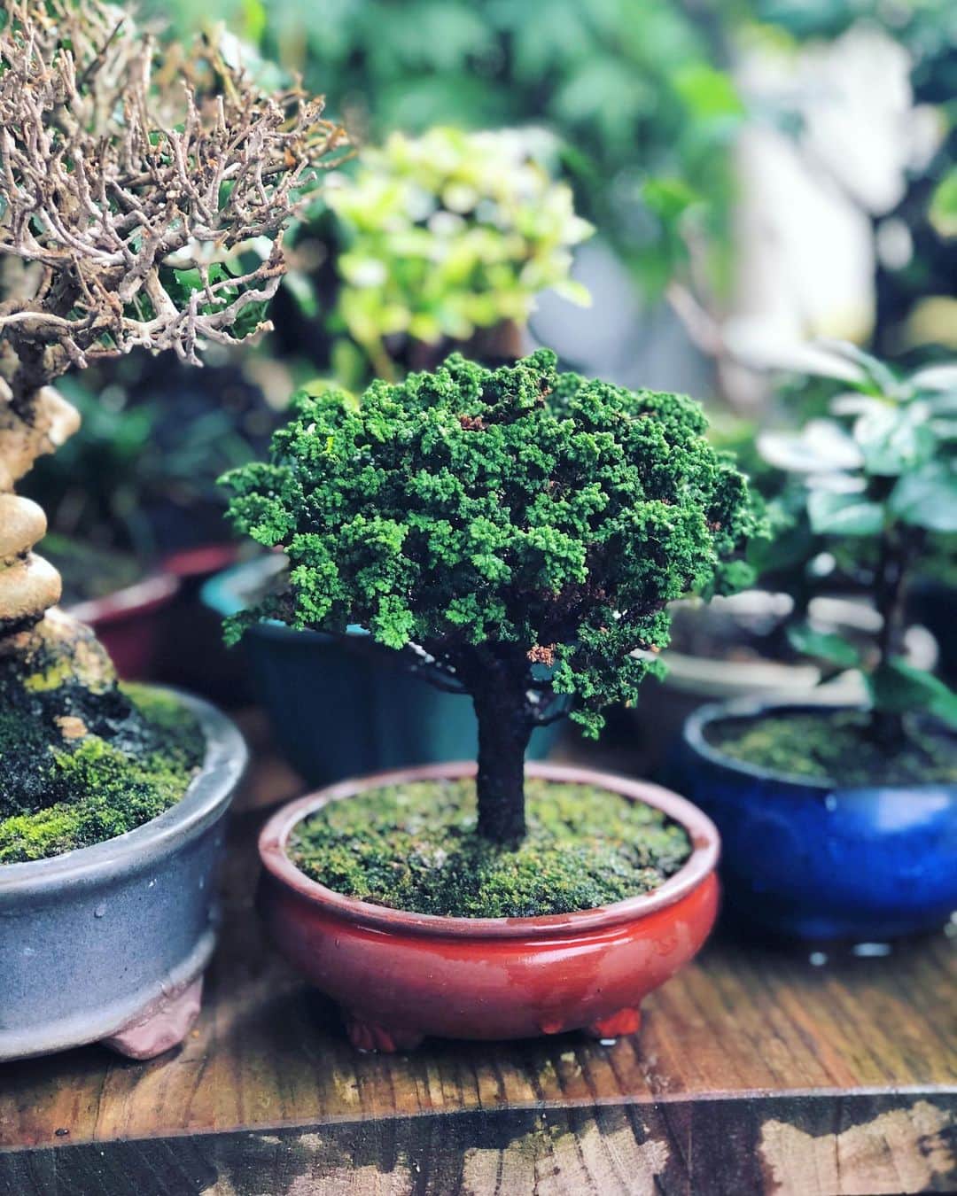 金成公信のインスタグラム：「石化ヒノキ。 #盆栽 #bonsai #bonsaijapan #japanesebonsai #wabisabi #bonsailovers #bonsailife #bonsaitree #bonsaiart #bonsaigram #bonsaiworld #plants #tree #greenlife #greenlifestyle」