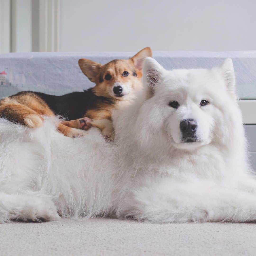 Loki the Corgiさんのインスタグラム写真 - (Loki the CorgiInstagram)「When we adopted Bear, we were actually told that he wouldn’t do well with other dogs. It didn’t take long for him to show us that he was just misunderstood. He’s a bit shy whenever he meets a new foster, but he’s always gentle with them. After a few days, he treats them like family. He’s a good boy who would protect his friends at all costs. We all need a friend like Bear 🐻」8月22日 11時07分 - lokistagram