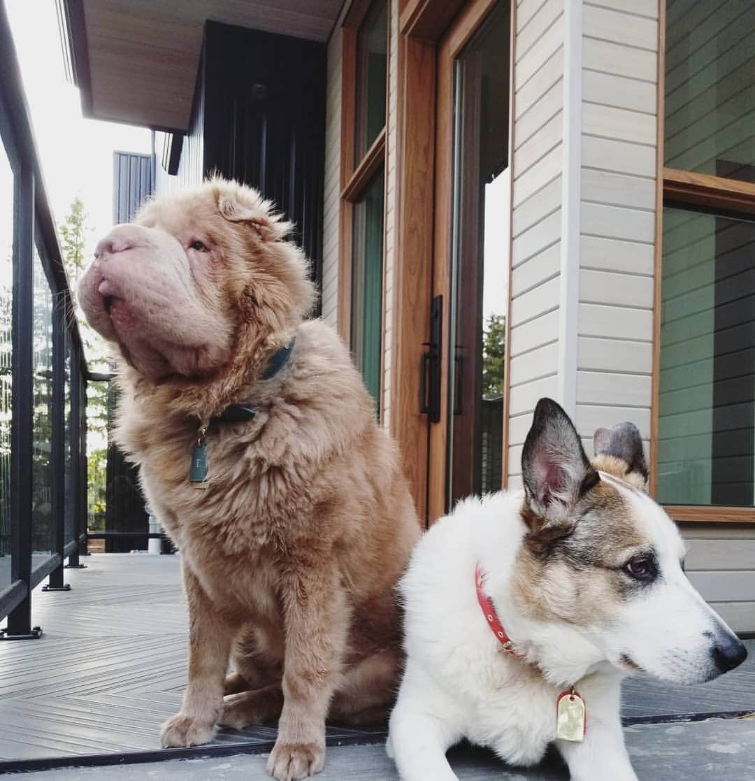 Tonkey Bearのインスタグラム：「Bonkey showing off her new collar from @tommybellapets 😋. Seriously have never seen a nicer collar. Got each of the puppos their signature colour with monogrammed initials🤣. Thank you for such a perfect gift -- their matching leashes only come out on special occasions because they are legitimately fancaaay.」