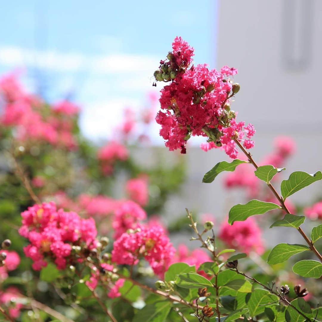 ティアラガーデンズ伊勢崎さんのインスタグラム写真 - (ティアラガーデンズ伊勢崎Instagram)「夏のティアラガーデンズは 濃ピンク色のさるすべりが満開！！ * 「百日紅」と書くさるすべりは その名の通り、6月中旬〜9月中頃までキレイな中を咲かせてくれます😊✨ * さて、このさるすべり。 館内のどこに咲いているかご存知ですか？？？ * ヒント💡 皆さんが一目惚れする 当館のイチオシスポットにありますよ😆🌿🏰 * #さるすべり #さるすべりの花が綺麗 #夏婚 #ガーデンウエディング #結婚 #結婚式 #ウエディング #wedding  #幸せ花嫁 #卒花嫁 #卒花嫁レポ #ティアラ婚レポ #ティアラガーデンズ伊勢崎 #群馬 #伊勢崎 #結婚式場 #結婚式場探し #ブライダルフェア #結婚式準備 #プレ花嫁#全国のプレ花嫁さんと繋がりたい#群馬花嫁#埼玉花嫁」8月22日 11時26分 - tiara_gardens.isesaki