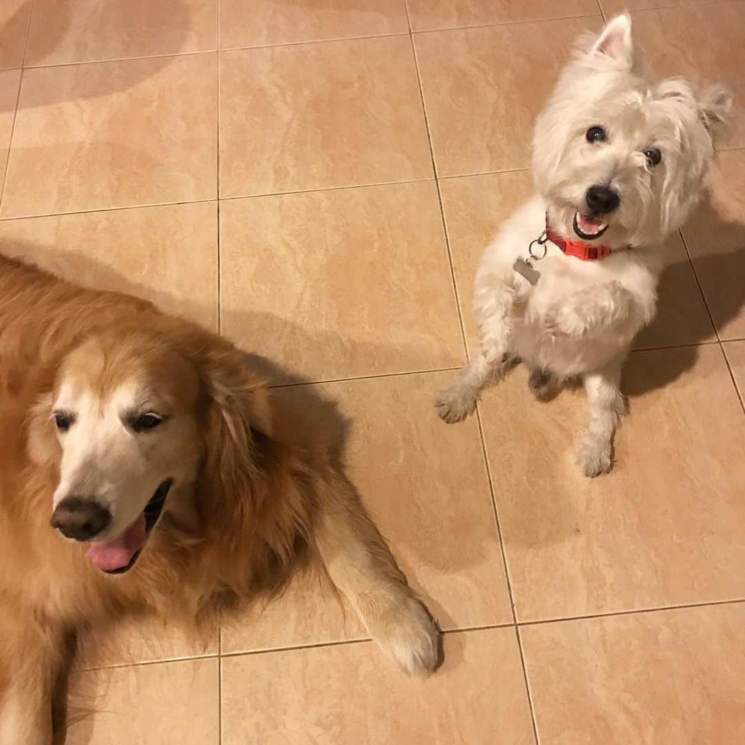 Hoykong&Plamuekのインスタグラム：「Snack time #hkpm」