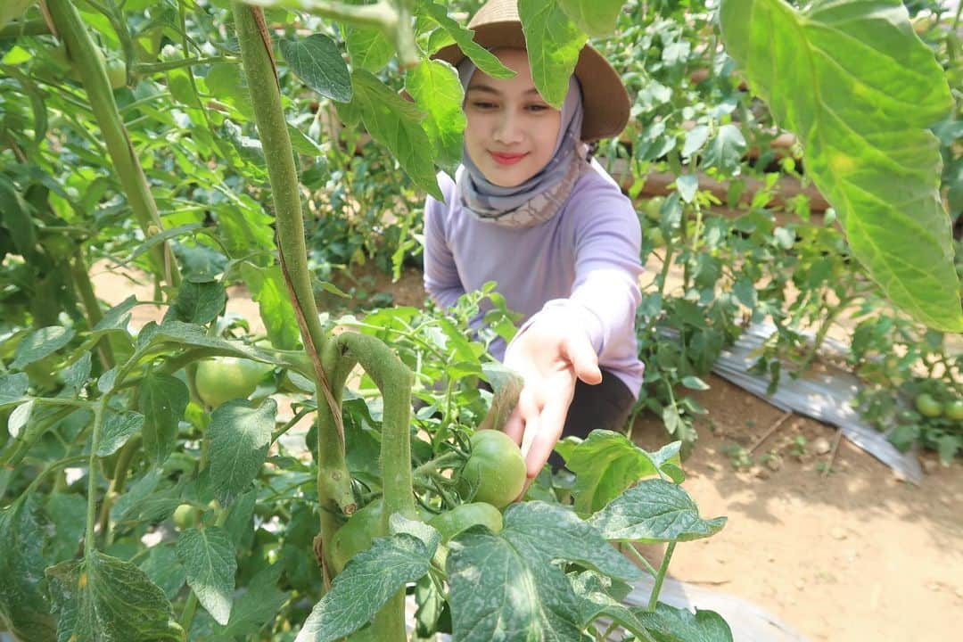 メロディー・ヌランダニ・ラクサニさんのインスタグラム写真 - (メロディー・ヌランダニ・ラクサニInstagram)「Also with Momotaro Tomato🍅 can’t wait for harvesting!!! Tomat Momotaro jugaaa🍅 gak sabar untuk panennya!!! #japan #asean #goodwill #ambassador #food #agriculture #momotarotomato #tomat #momotaro」8月22日 21時26分 - melodylaksani92