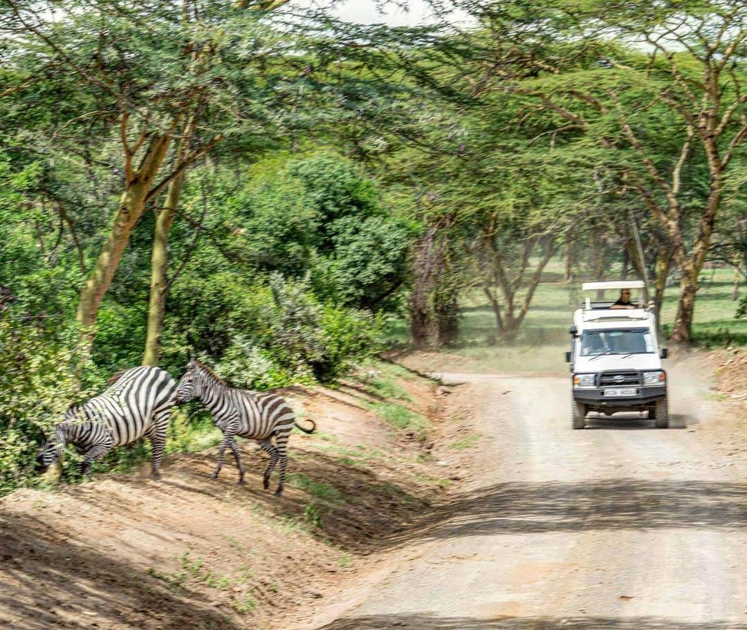詩歩さんのインスタグラム写真 - (詩歩Instagram)「🇰🇪﻿ ﻿ 世界遺産の公園で出会った野生動物たち♡﻿ Wild animals I met in the National park of World Heritage site in Kenya.﻿ ﻿ 先日ライオンの写真をUPした #ナクル湖国立公園 。﻿ ナイロビ市内から片道３時間ほどの国立公園ですが、本当にたくさんの動物がみれた！﻿ ﻿ でも、もともとナクル湖国立公園はフラミンゴが湖をピンク色に染める光景が有名でした。﻿ ﻿ しかし近年の気候変動で湖の水位が下がってエサがなくなったため、﻿ この1-2年でフラミンゴがほぼいなくなってしまったとのこと😢﻿ 地元の方もすごく悲しんでいました。﻿ ﻿ 🌏﻿ ﻿ 実はケニアは法律で「ビニール袋」の持ち込みが禁止されています。﻿ ﻿ そのため、旅行者でも、スーパーの袋を日本から持ち込むのはゼッタイダメ！！！﻿ なんと禁固4年か400万円程度の罰金に処せられる可能性があります😱﻿ （実際に罰せられた人もいるらしい）﻿ ﻿ 移住してきた京都も、スーパーの袋は基本有料。﻿ 東京の頃はダメだと思いつつ毎回貰ってしまっていたのですが、今では常にエコバックを持ち歩くようになりました。﻿ ﻿ 海外に行くと、常々日本は環境対策が後手後手だなあ、と感じます。﻿ ﻿ フラミンゴの話をきっかけに、自分ももう一度ちゃんと意識していかなければと考えさせられました💪﻿ ﻿ ﻿ 🇰🇪他のケニア旅の写真はこちら﻿ #shiho_kenya﻿ ﻿ ﻿ 📍ナクル湖国立公園／ケニア　﻿ 📍Lake Nakuru National Park／Kenya﻿ ﻿ ﻿ ﻿ ©詩歩／Shiho﻿ ﻿ ﻿」8月22日 21時38分 - shiho_zekkei