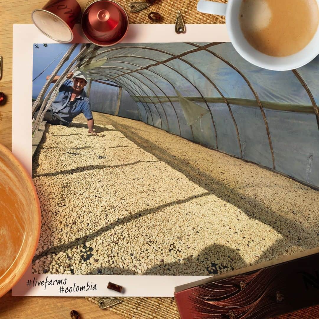Nespressoさんのインスタグラム写真 - (NespressoInstagram)「Are you sunbathing during your holidays ? Your future Master Origin Colombia surely does !  Marco Aurelio places the beans in the greenhouse, under the sun, to dry and remove their parchment 🌞  Make sure to reverse regularly to have an even dry (or suntan !) #Nespresso #LiveFarms #Farmers #Colombia #Coffee #TheChoicesWeMake #AAAprogram #Sustainability #MasterOrigin #MasterOriginColombia」8月22日 22時00分 - nespresso