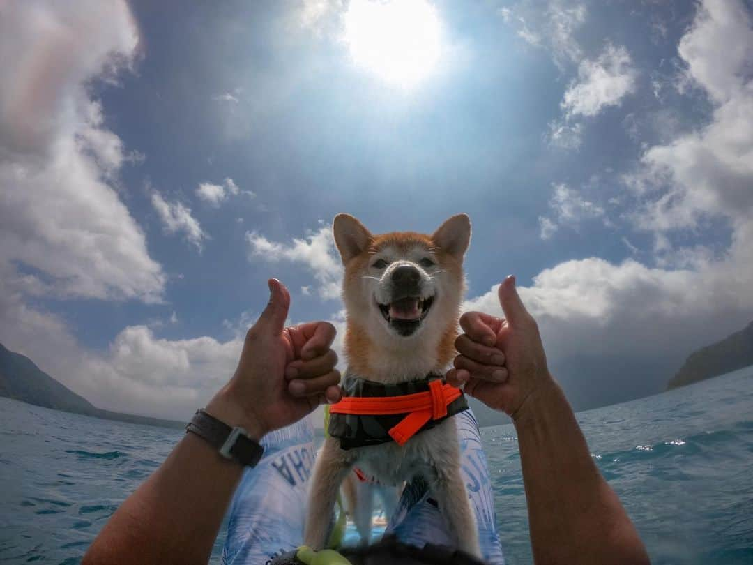 BlackRed shibasさんのインスタグラム写真 - (BlackRed shibasInstagram)「lovely  Musashi! 気持ち良い時間でした。 . . #GoProJP #neneandmusashi2019 #GoPro #ゴープロ #shiba #shibinu #柴犬 #しばいぬ #japan #gopropets #lovely #cute #goprodog #goproのある生活 #happy #goprodog #gopropets #otvadventures #besomedoggy #doggo #goprodogsquad #capturedifferent #柴犬ライフ #gopro7 #goprohero7black #sup #yoloboard #浩庵キャンプ場」8月22日 22時07分 - black_red_jp