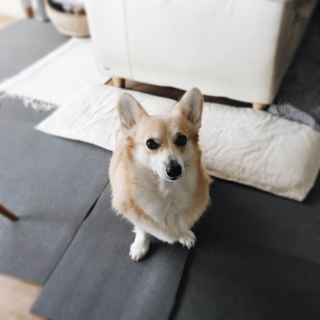 maggydaisyのインスタグラム：「_  朝から蝉をハンティング≡(lllﾟ∀ﾟ) . 口からはみ出た蝉の羽の光景がショッキング過ぎて頭から離れない… (食べてはいないけど…) . デイジーは蝉を怖がって逃げてた方だから、 私も免疫ナシ  #maggydaisymore20190822 #corgi #コーギー  #犬のいる暮らし #里親」