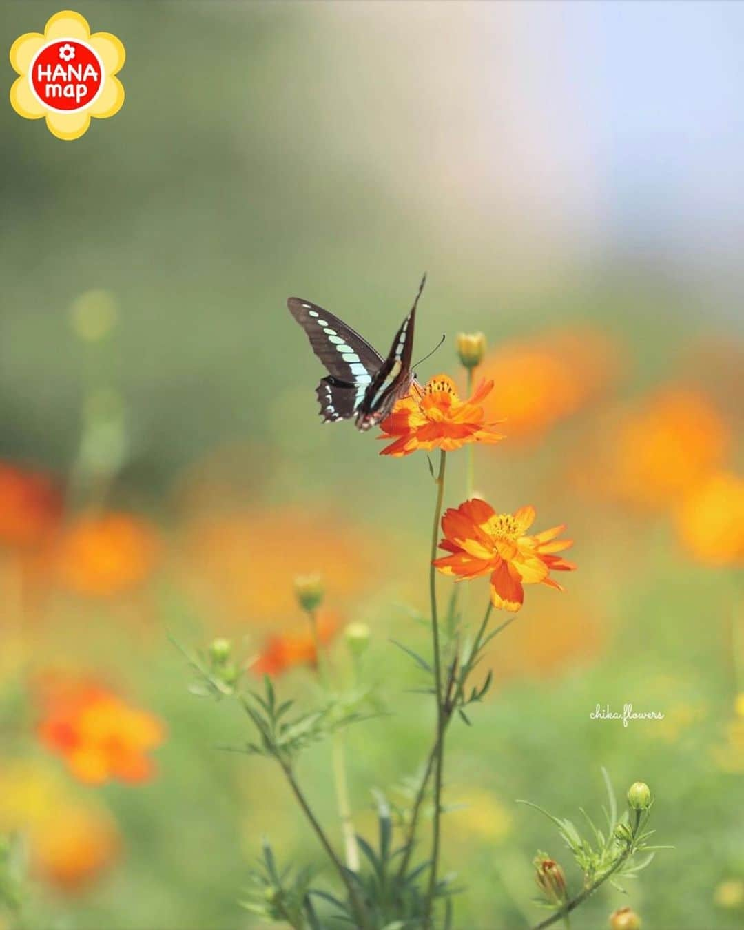 はなまっぷ❁日本の花風景さんのインスタグラム写真 - (はなまっぷ❁日本の花風景Instagram)「🌸美しく心を寄せ合い花まるを🌸 * @chika.flowers さんの  素敵なお花に花まるを💮 * みなさんと、そしてお花たちとも 心を寄せ合いながら楽しむ 「#はなまっぷの楽しいお写んぽ教室」 * 花まる気分な1日をありがとうございました😊🌸 * photo select by ﻿ 🌸はなまっぷ @hanamap🌸 * 🌸•••🌸•••🌸•••🌸•••🌸•••🌸 * #はなまっぷ *」8月22日 22時30分 - hanamap