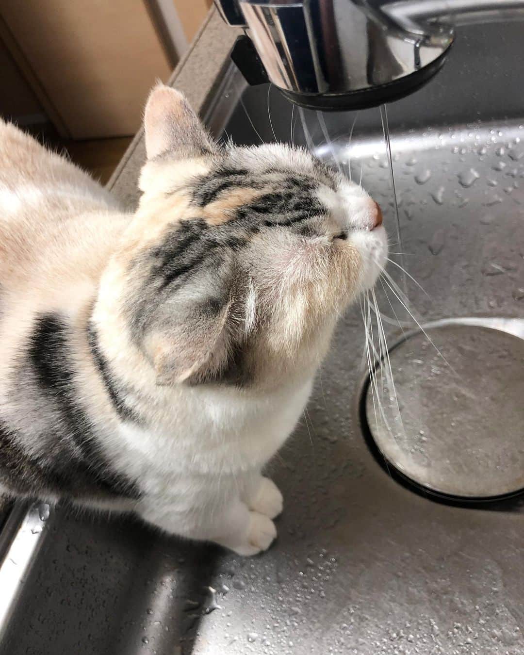 ホタテ＆クラム＆シラスのインスタグラム：「みずのみ #cat #neko #ScottishFold #猫 #ねこ #スコティッシュフォールド #catstagram #instagram #instagramjapan #ig_japan #igersjp」