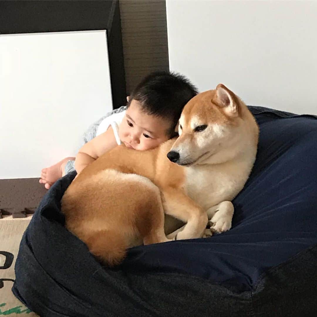 高橋みゆきのインスタグラム：「お昼寝終わったら…これ🐶❤️👶もうたまらないよ😍❣️ #クラ吉お兄 #大好き #起きてすぐこれ #クラ吉もお利口👏」