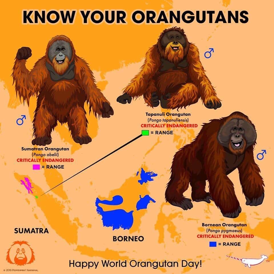 OFI Australiaさんのインスタグラム写真 - (OFI AustraliaInstagram)「🐒 OFIA Founder: Kobe Steele 💌 kobe@ofiaustralia.com | OFIA Patron and Ambassador: @drbirute @orangutanfoundationintl www.orangutanfoundation.org.au 🐒  #orangutan #orphan #rescue #rehabilitate #release #BornToBeWild #Borneo #Indonesia #CampLeakey #orangutans #savetheorangutans #sayNOtopalmoil #palmoil #deforestation #destruction #rainforest #instagood #photooftheday #environment #nature #instanature #endangeredspecies #criticallyendangered #wildlife #orangutanfoundationintl #ofi #drbirute #ofi_australia #ofia #FosterAnOrangutanToday」8月22日 14時08分 - ofi_australia