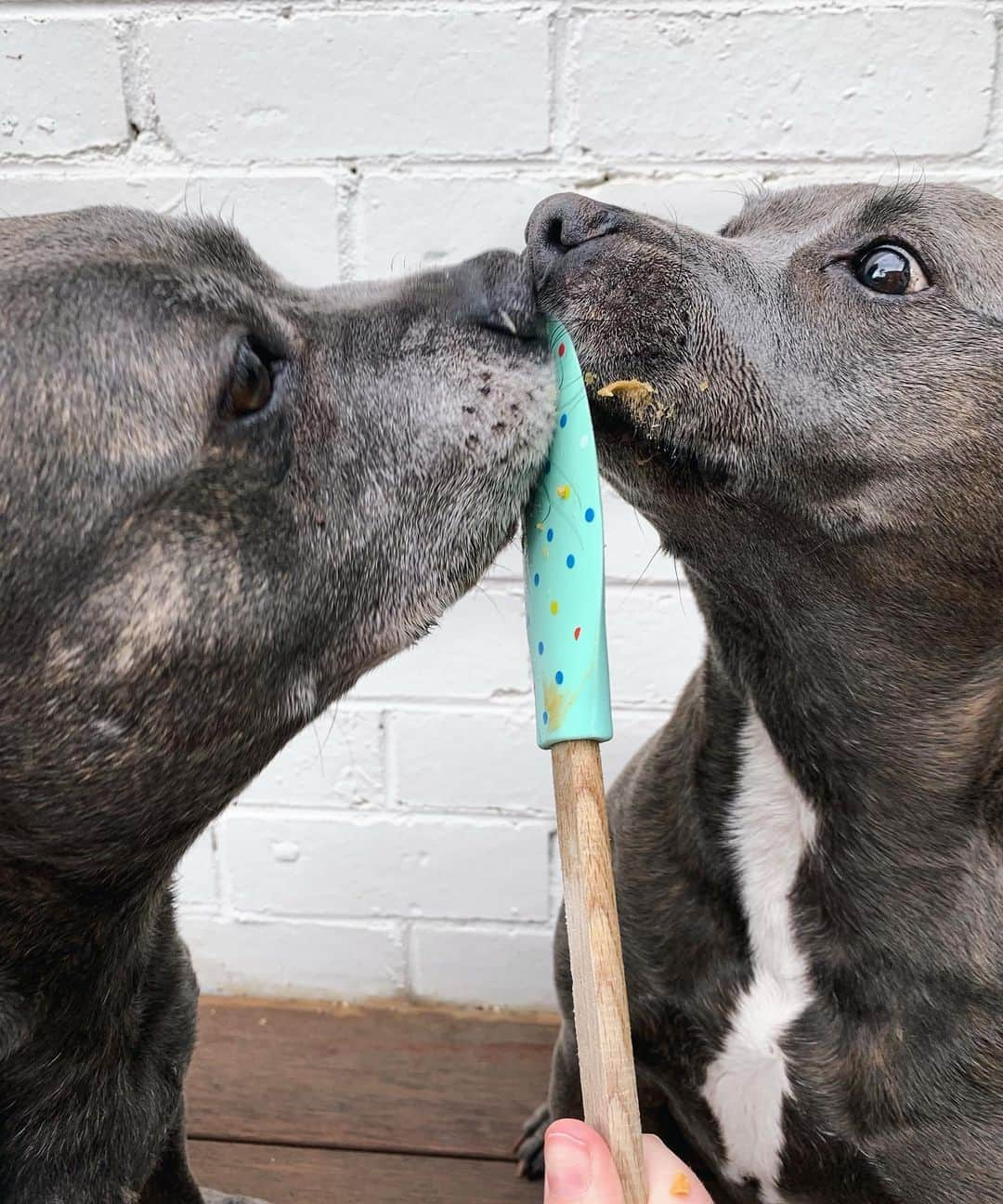 DARREN&PHILLIPさんのインスタグラム写真 - (DARREN&PHILLIPInstagram)「Philly be careful where ur lickin dere is only one very thin layer of rubbber dat seperates our mouths if mum takes dis spatula away we might accidentally kiss and I definitely do NOT WANT to ki...... let’s never speak of dis moment again.」8月22日 14時29分 - the_blueboys