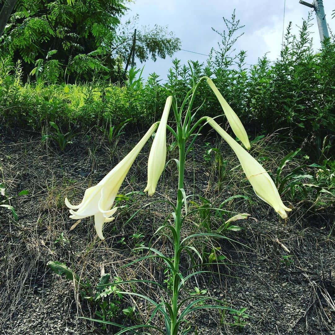 工藤村正さんのインスタグラム写真 - (工藤村正Instagram)「爽やかな里の白ゆり(^-^)」8月22日 14時40分 - muramasakudo