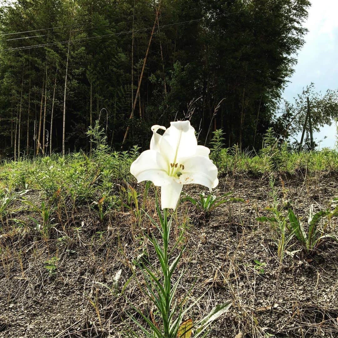 工藤村正のインスタグラム：「爽やかな里の白ゆり(^-^)」