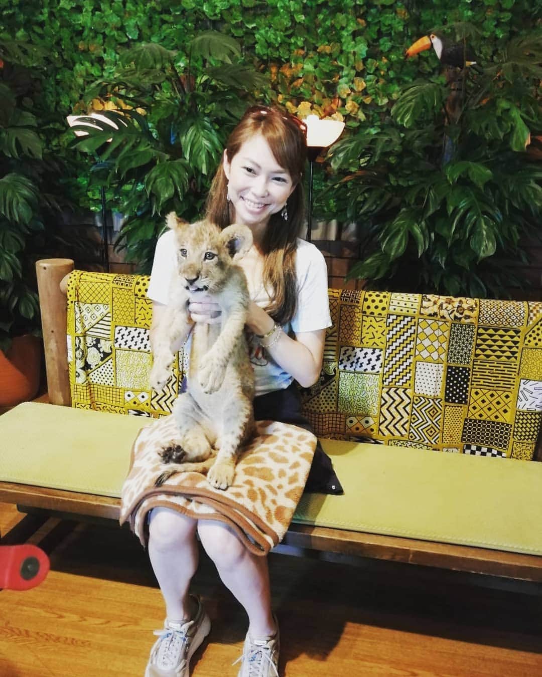 翠千賀さんのインスタグラム写真 - (翠千賀Instagram)「抱っこして来たよー！にっこり笑ってくれたライオンベイビー❤可愛くて可愛くて離したくなかったー！ライオンの体毛はゴワゴワでした。ミルク飲んだばっかりだから大人しいんだって。ライオン抱っこは初体験！#ライオン 　#ライオンキング 　#子ライオン　#可愛い　#シンバ 　#抱っこ　#富士サファリパーク　#楽しかった　#初体験 #lion  #leone  #cucciolo #baby #lionking  #fujisafaripark」8月22日 14時41分 - chika.midori