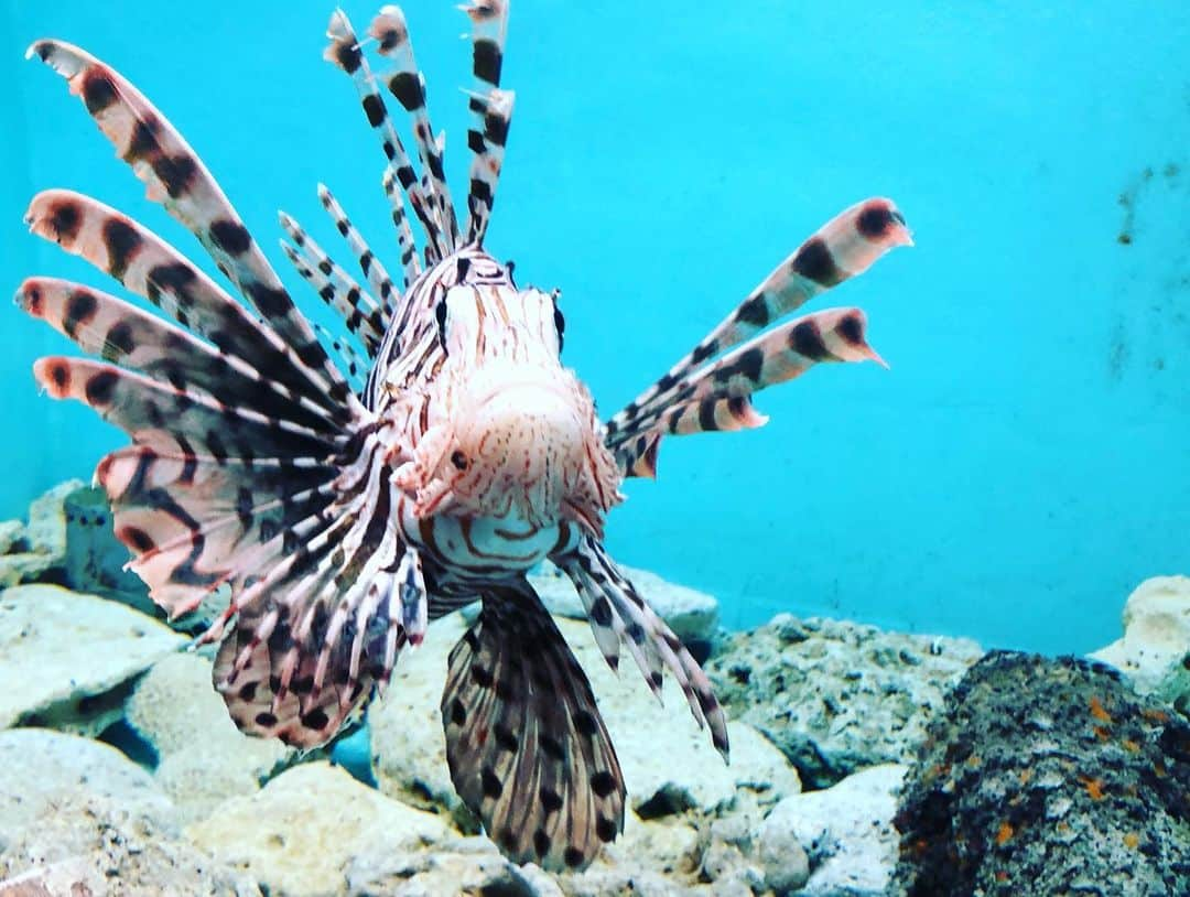 犬伏まりさんのインスタグラム写真 - (犬伏まりInstagram)「竜串 海洋館へ🐠  2020年夏にリニューアルするそうです！  今回、初めての海洋館。 こじんまりとした 水族館でしたが ぐるりと回るには子連れにはちょうどよく☺️ 満足❤️満足❤️ 子供は、タカアシガニ🦀が怖かったらしいです😂」8月22日 14時48分 - bussymari