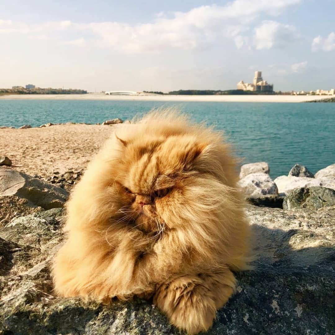 CatStockerのインスタグラム：「Hello! #catstocker is here!  Follow our FURRriend @thezenkitty  Scroll right for more pictures 👉 . . . . . . #cat #neko #mačka #chat #kočka #котка #kot #кіт #mače #кошка #кот #katze #gato #gatto #kissa #kattunge #猫 #고양이 #貓 #kedi #köttur  #子猫 #חתול #кішка #gatinho #котенок #子猫 #gatito #kitten」