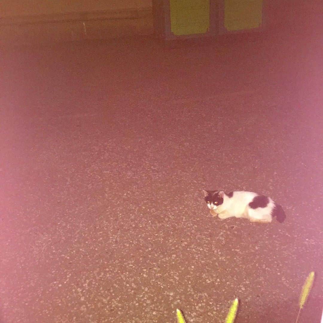 おおたうにさんのインスタグラム写真 - (おおたうにInstagram)「夜闇の中にねっこいた🐱 フラッシュにも動じず。 #今日のねこ #cat #prettyinpink」8月22日 16時06分 - outa_uni