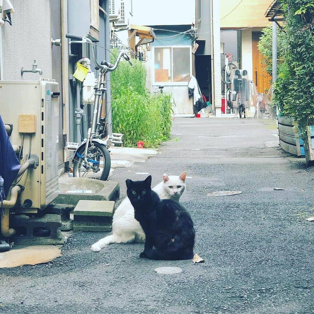 小川真司さんのインスタグラム写真 - (小川真司Instagram)「#cats #instacats_meow」8月22日 16時44分 - maguromaru34