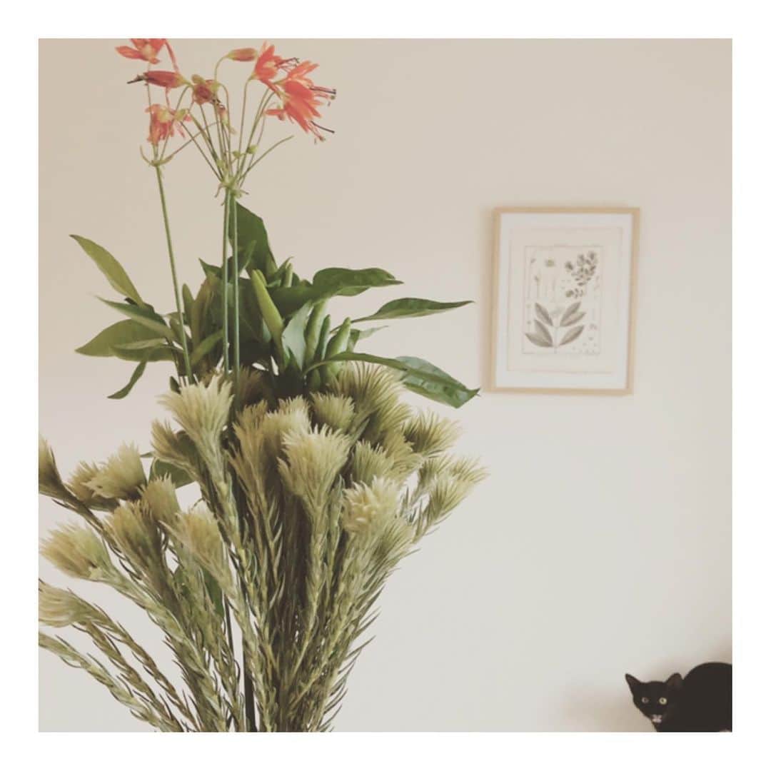 こむぎさんのインスタグラム写真 - (こむぎInstagram)「* 撮影の仕事に使う植物を購入するために  @flowernoritake さんへ。 この実みたいなのどうなるのかな🤔 猫たちに占領されているお部屋には飾れないので廊下に飾りました🤗 ついでに一つ秋に向けてお願いごとも🙏🏻 いつも素敵なお花をありがとうございます✨ 右下はのりちゃん🐈」8月22日 16時53分 - tomochunba