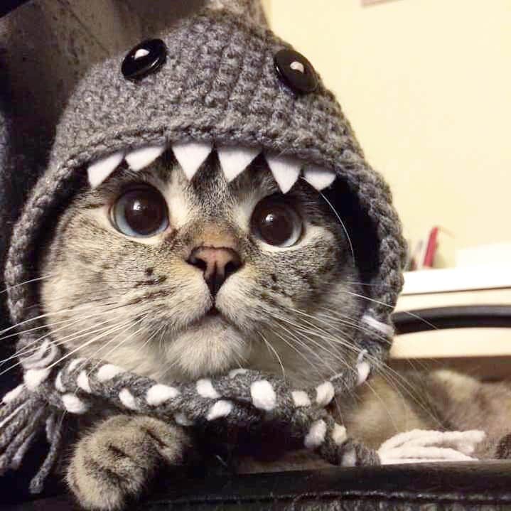 nala_catさんのインスタグラム写真 - (nala_catInstagram)「Remember me with my shark hat? Double tap and comment a 🦈 if you think I should wear it again ❤️ #throwback」8月22日 22時49分 - nala_cat