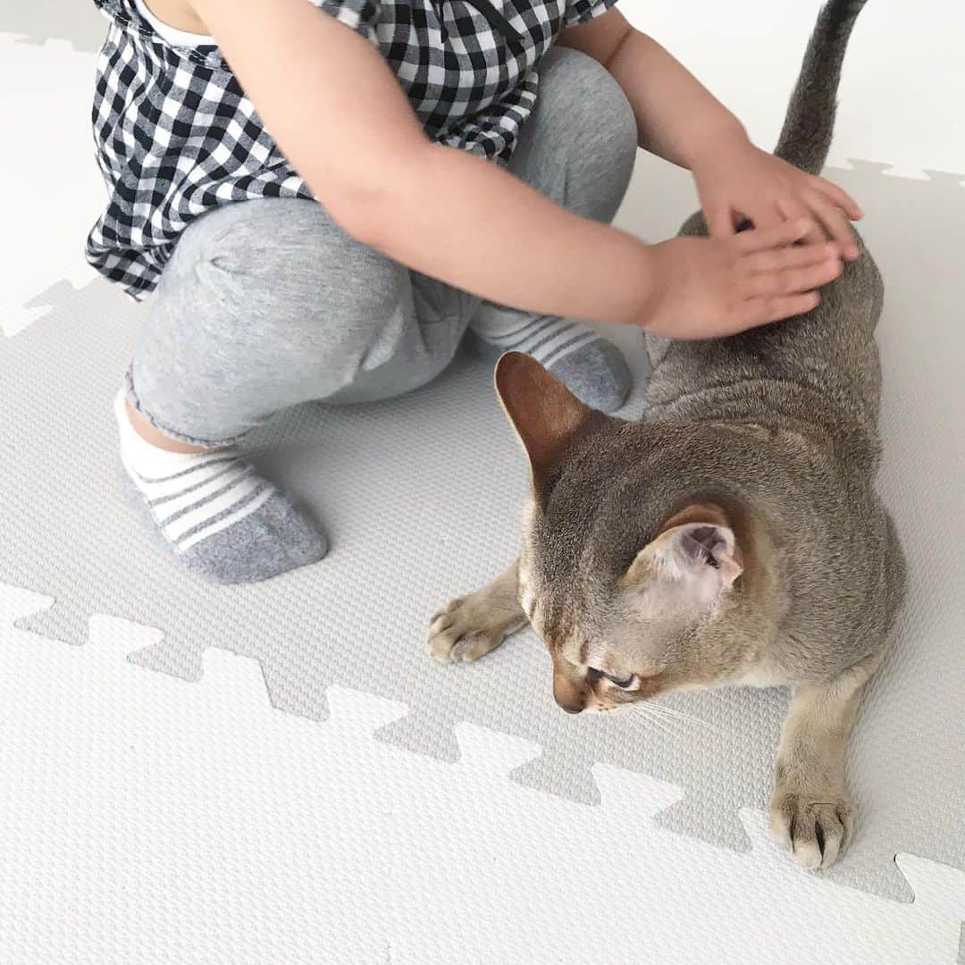 モルト♡Malt(Singapuracat)さんのインスタグラム写真 - (モルト♡Malt(Singapuracat)Instagram)「甘えん坊お兄ちゃん。 最近は自分から撫でられに行く。 妹ちゃんが移動したらついて行って、伏せて撫でてもらえるのを待つの😹 健気モルト☺️💓」8月22日 17時32分 - apy.malt
