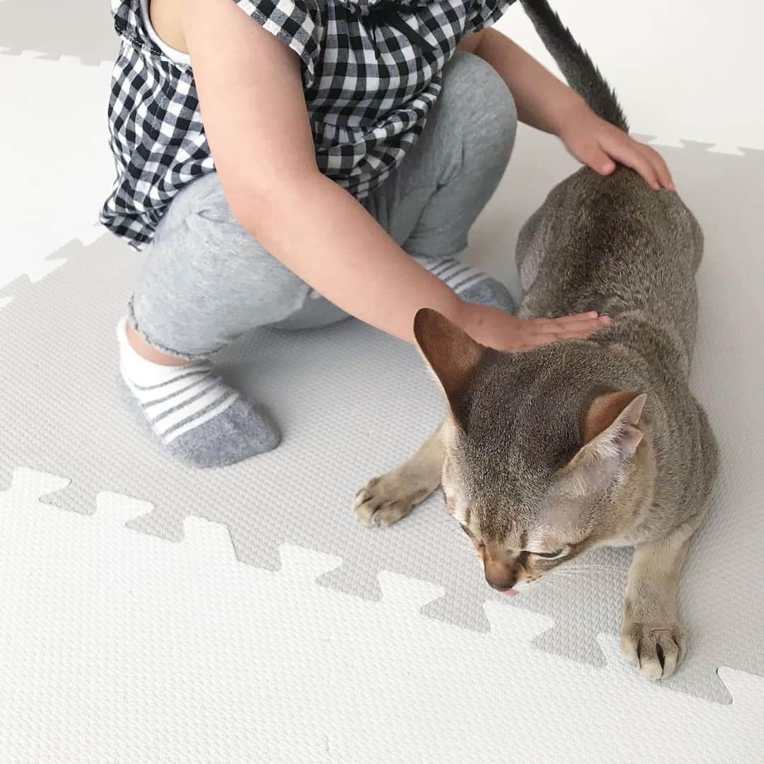 モルト♡Malt(Singapuracat)のインスタグラム：「甘えん坊お兄ちゃん。 最近は自分から撫でられに行く。 妹ちゃんが移動したらついて行って、伏せて撫でてもらえるのを待つの😹 健気モルト☺️💓」