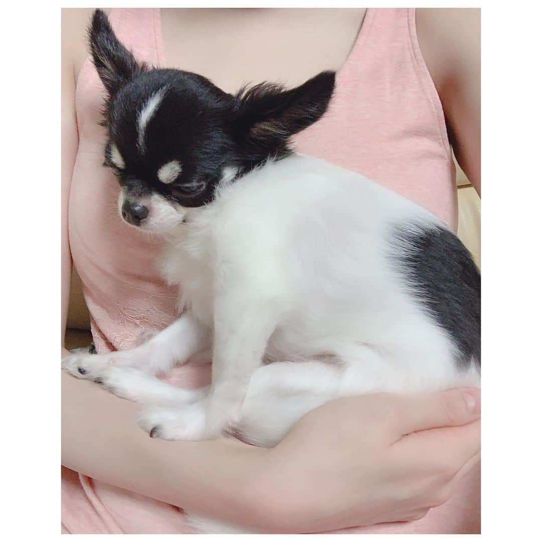 扇けいさんのインスタグラム写真 - (扇けいInstagram)「今日のまむさん🐶 飛び乗ってきたと思ったらまずこの体勢でくつろぎ始める(1枚目) 寝落ちそうになって前足がズリっとかなるのになかなか体勢を変えず…しばらくしてからやっと横になる(2枚目) ・  とにかく、可愛いってこと🤣💓笑 ・  #チワワ #ロングコートチワワ #愛犬 #ちわすたぐらむ #ロンチー #ちわわ #ちわわ部 #チワワ部 #いぬすたぐらむ  #치와와 #치와와그램 #멍스타그램 #chihuahualove #chihuahua #chihuahualife  #dog」8月22日 17時51分 - kei.ohgi