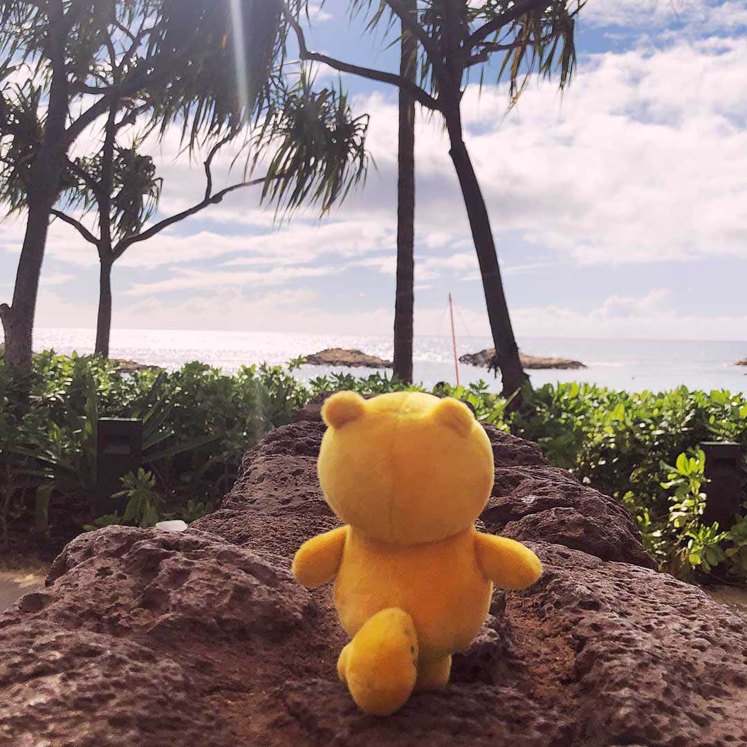 ポンタさんのインスタグラム写真 - (ポンタInstagram)「. . 夕日が綺麗だよ🌇✨ . . 感動できるって幸せなことだね😌💓 . まだまだ知らない世界がたくさんあると思うと なんだかワクワクするなぁ🌈🎶 . . 今日も１日 ありがとうございました😊 . . . .  #ponta #ポンタ #夕日 #ハワイ #ビーチ #旅行 #家族旅行 #夏 #夏休み #ヤシの木 #空 #感動 #happy  #hawaii #ぬい撮り #ちょっこりさん #ポンスタグラム #撮りポン」8月22日 17時49分 - ponta_insta