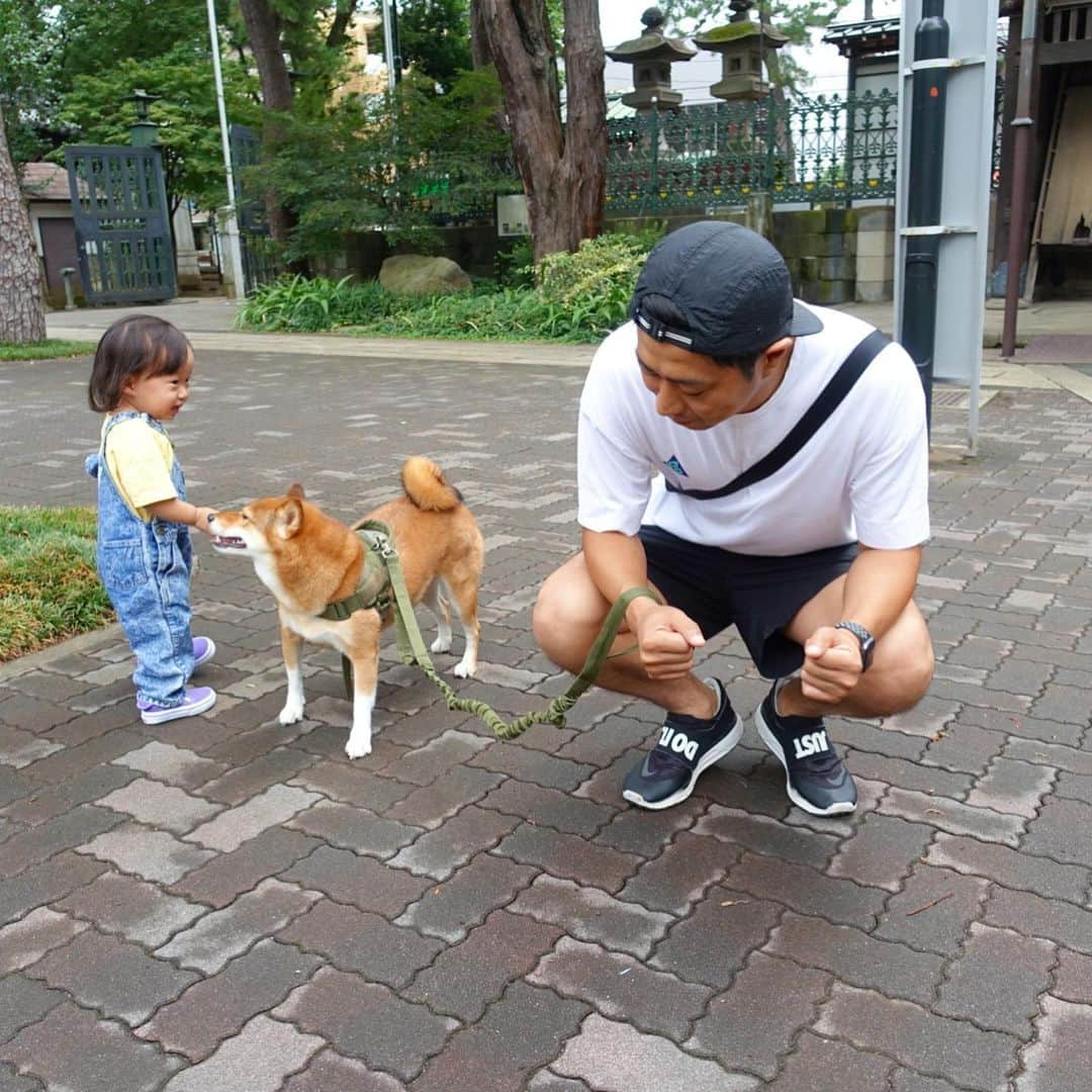 尾形貴弘さんのインスタグラム写真 - (尾形貴弘Instagram)「。。。 #柴犬大好き #柴犬マニア  #愛犬  #赤柴 #しばけん  #しばちゃん  #しばいぬ大好き  #shibainu  #shiba_snap  #犬ばか部  #いぬばか部 #ミク #三九 #39 #パンサー尾形 #赤ちゃん #赤ちゃんのいる暮らし #赤ちゃんと犬 #1歳5ヵ月 #サンキュー #ママリ #ベビフル」8月22日 17時58分 - miku3_miku_9