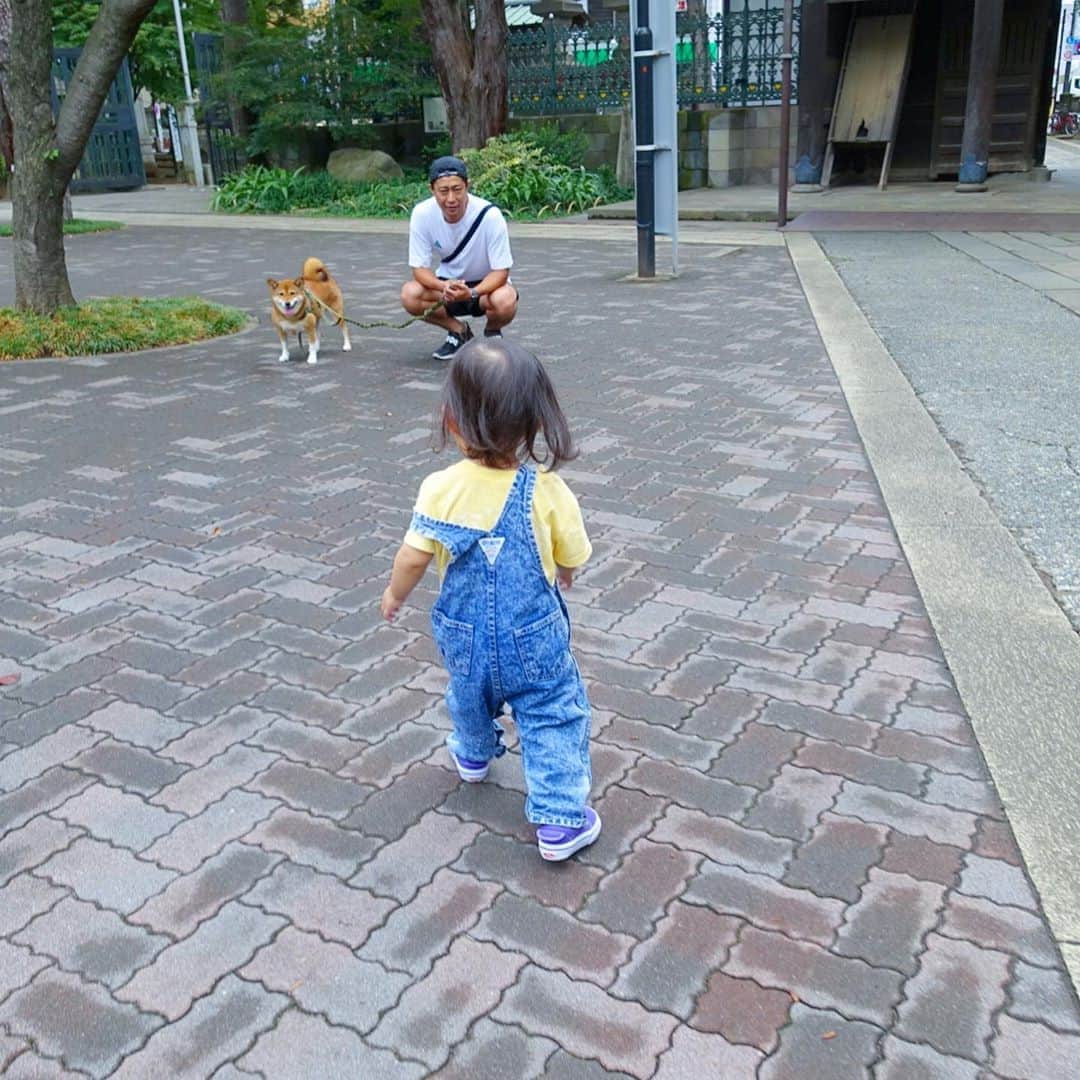 尾形貴弘さんのインスタグラム写真 尾形貴弘instagram 柴犬大好き 柴犬マニア 愛犬 赤柴 しばけん しばちゃん しばいぬ大好き Shibainu Shiba Snap 犬ばか部 いぬばか部 ミク 三九 39 パンサー尾形 赤ちゃん 赤ちゃんのいる暮らし 赤ちゃん
