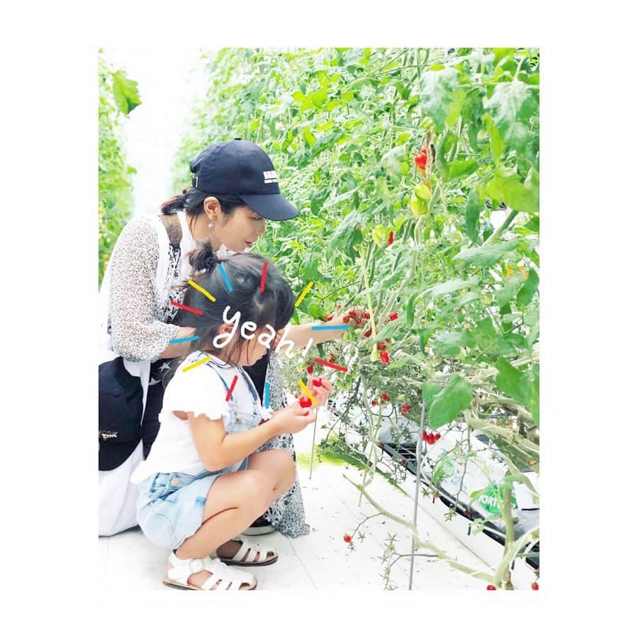 三倉佳奈さんのインスタグラム写真 - (三倉佳奈Instagram)「トマトにハマる息子🍅  帰省中、息子が顔を擦りむき、その後トマト収穫の機会があって。 「トマトを食べたら治るかな？」の言葉がビビっときたようで、 「トマト食べたらなおるんだよ！！」と、 こっちに戻ってきてからも毎日トマトトマト。 すっかり綺麗に治りましたとさ☺︎ . . 次怪我した時はピーマン食べたら治ると言ってみようかしら…🙌🏻笑  #tomato #息子3歳」8月22日 17時53分 - kana_mikura0223