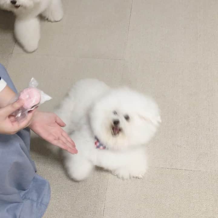 ゆうのインスタグラム：「. . 注意⚠️アーニーが吠えてます . しらすママが新しいオモチャを 出した瞬間...アーニーが豹変🤣 . オモチャの前では犬が変わります  笑 . . . #嬉しすぎて #言うこと聞かなくなる #これはもう止められない #オモチャ大好き12歳🐶 . . .」
