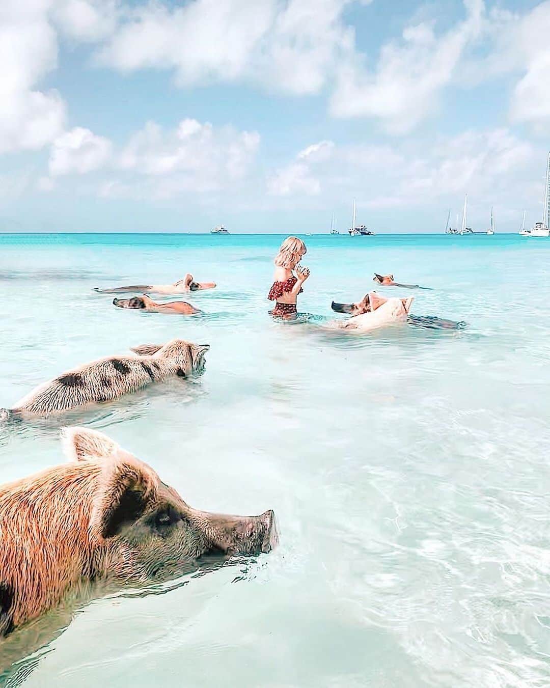 タビジョのインスタグラム：「こんばんは😊 本日の「#タビジョ」はこちら💕 ＊＊＊＊＊＊ 📸@cheekygirl_tomo さん 🚩バハマ「Pig Beach - Big Major Cay」 いちばん手前のブタちゃんが完全に狙いにきてる目をしてる😂﻿ ﻿ バハマはカリブ海に囲まれた美しい島国なんだけど﻿ アクティブ要素が高くて、ハネムーンというよりは女子旅バンザイ🙌🏻イェーイ🤗な印象。﻿ ﻿ けど、一緒に朝から晩まで楽しめるアクティブな旦那なら、ハネムーンでもありだな👆🏻﻿ とか、現時点では全く意味のない想像をしてみたり😇﻿ ﻿ 私が今までに見てきた素敵な景色を相手に共有したい気持ちもあるけど、まだ2人が見たことない景色を2人で初めで楽しむのも良くて、ハネムーンの行き先って悩む🤔﻿ ﻿ あっ😇またいらぬ心配事考えてた。笑﻿ ＊＊＊＊＊＊ 豚さんがこんなにたくさん🐷 一緒に泳げるなんて夢みたいです～😳 オプショナルツアーHISで販売してますよ～☺️宣伝🤣 ＊＊＊＊＊＊ ・Alohaタビジョin関西 第一回MeetUpイベント&東京 第四回Meet Up ～リピーターからまだ行ったことがない方までハワイ好きのみんなでもっとハワイを知って好きになろう！～ ※詳細は、アカウント🔝のURLから チェックしてください😊 @tabi_jyo ＊＊＊＊＊＊ #タビジョ #タビジョと繋がりたい」