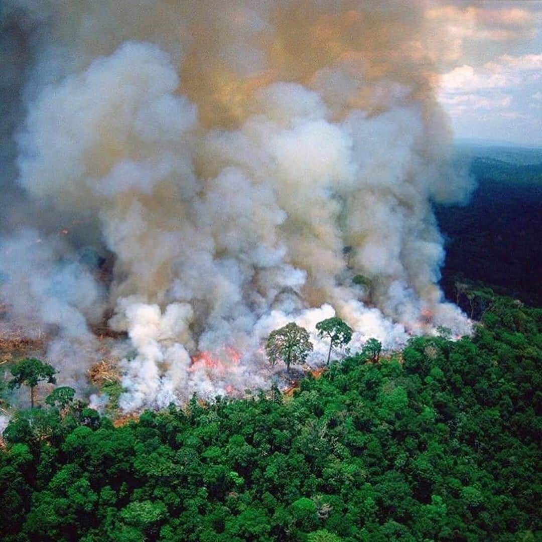 B. Akerlundさんのインスタグラム写真 - (B. AkerlundInstagram)「FACTS 👆🏻 #Repost @the_plasticfree_people ・・・ RIGHT NOW the Amazon rainforest is burning at a record rate and scientists warn that it could strike a devastating blow to the fight against climate change. . There have been 72,843 fires in Brazil this year, with more than half in the Amazon region, INPE said. That's more than an 80% increase compared with the same period last year. . The Amazon is often referred to as the planet's lungs, producing 20% of the oxygen in the Earth's atmosphere. . It is considered vital in slowing global warming, and it is home to uncountable species of fauna and flora. Roughly half the size of the United States, it is the largest rainforest on the planet. . The smoke has reached all the way to Sao Paulo, more than 1,700 miles away. Images from the city show the sky pitch-black in the middle of the afternoon, the sun blanketed by smoke and ash. . More than 1½ soccer fields of Amazon rainforest are being destroyed every minute of every day. . If the Amazon reaches a point of no return, the rainforest could become a dry savannah, no longer habitable for much of its wildlife. If this happens, instead of being a source of oxygen, it could start emitting carbon -- the major driver of climate change. #savetheplanet 🌎🙏🏻♥️」8月22日 18時38分 - bcompleted