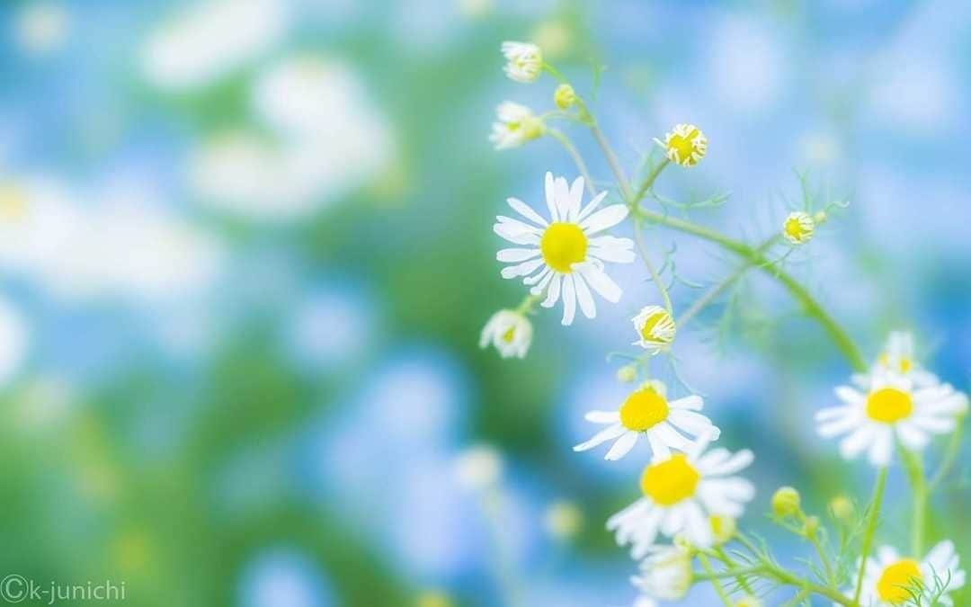 花の写真館のインスタグラム：「Photo by 木村順一.⠀ https://www.facebook.com/profile.php?id=100011358320955⠀ .⠀ Original Post[投稿頂いたURL]⠀ https://www.facebook.com/photo.php?fbid=1011559215899346⠀ .⠀ 本アカウントは、 #私の花の写真 をつけてInstagramに投稿された皆さまの花の写真や、「花の写真館」Facebookページで投稿された花の写真を紹介します。⠀ 「花の写真館」Facebookページは、「 @floral.photograph 」のプロフィールにあるURLからご覧ください。⠀ .⠀ #花の写真館 #floralphotograph #floralphoto #flower #flowers #富士フイルム #FUJIFILM⠀ Follow: @floral.photograph」