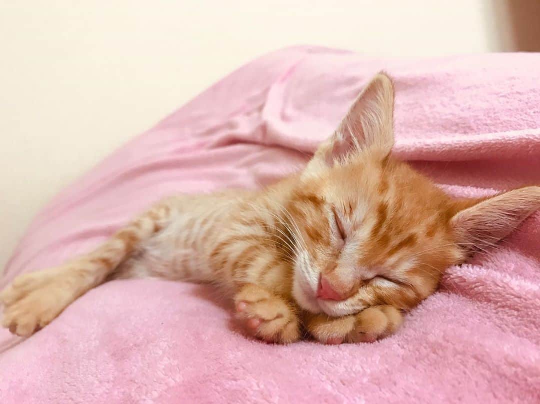 佐野優子のインスタグラム：「. 癒し💕 . . . #ねこ #cat #ちゃとら #こねこ」