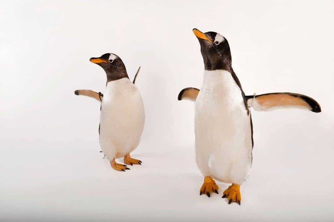 Joel Sartoreさんのインスタグラム写真 - (Joel SartoreInstagram)「​Become a penguin protector by choosing to consume ocean-friendly seafood! Gentoo penguins like these two @theomahazoo are the fastest species of penguin in the world, swimming at speeds of up to 22 miles per hour! As carnivores, they mainly feed on crustaceans, fish, and squid, diving up to 450 times in a single day to find food. Unlike other species of penguins, the population of this bird is actually increasing in certain regions, though the species as a whole still faces a number of threats. The survival of gentoo penguins is at risk due to ocean pollution, increased human activity in breeding areas, and a large number of active and discarded fishing nets, which the birds could accidentally become entangled in. By downloading the @seafoodwatch app today and using it when you purchase seafood, you can ensure the seafood on your plate has been caught in a way that doesn’t negatively impact ocean health or the homes of many species like gentoo penguins. #penguin #gentoo #tuxedo #blackandwhite #carnivore #sustainableseafood #PhotoArk #savetogether」8月22日 19時53分 - joelsartore