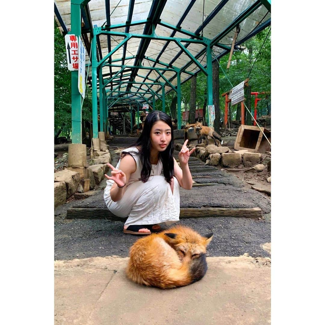 AO さんのインスタグラム写真 - (AO Instagram)「🦊 #キツネ#キツネ村#ねてる」8月22日 19時55分 - ao_sekiguchi