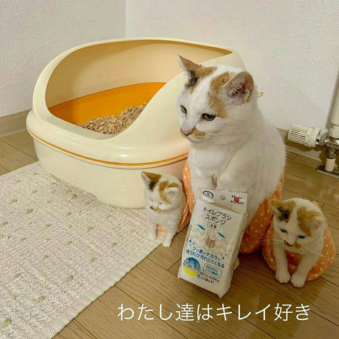 猫壱（ねこいち•ネコイチ）のインスタグラム