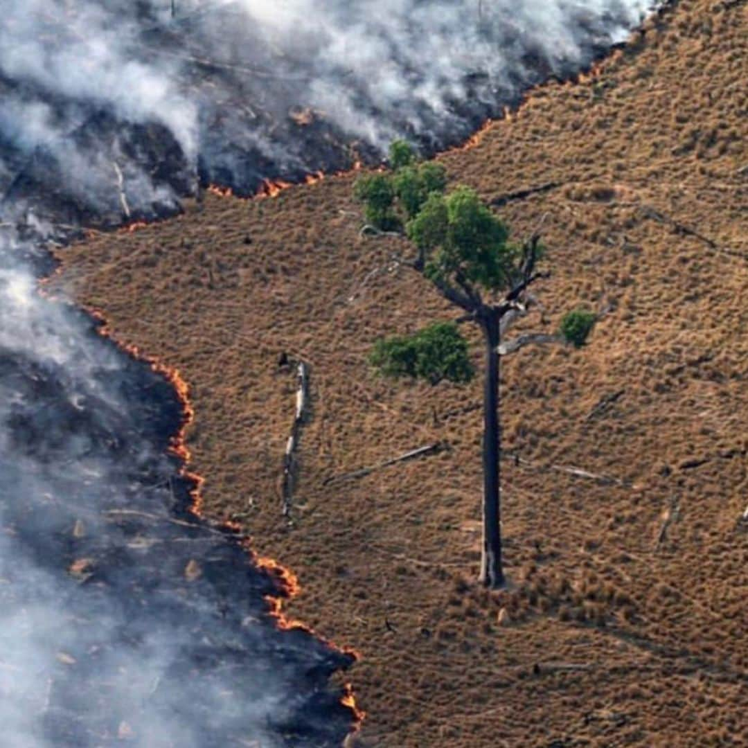 フェルナンダ・リマさんのインスタグラム写真 - (フェルナンダ・リマInstagram)「Barbárie ambiental. Ate quando? #AMAZÔNIA #TODOSPELAAMAZONIA  Imagens representativas de dor e caos para expressar a indignação.」8月22日 20時20分 - fernandalima