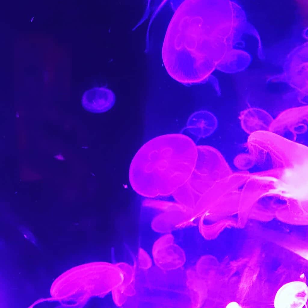 橋本麗香のインスタグラム：「透明で在る事 ． #crystalclear」