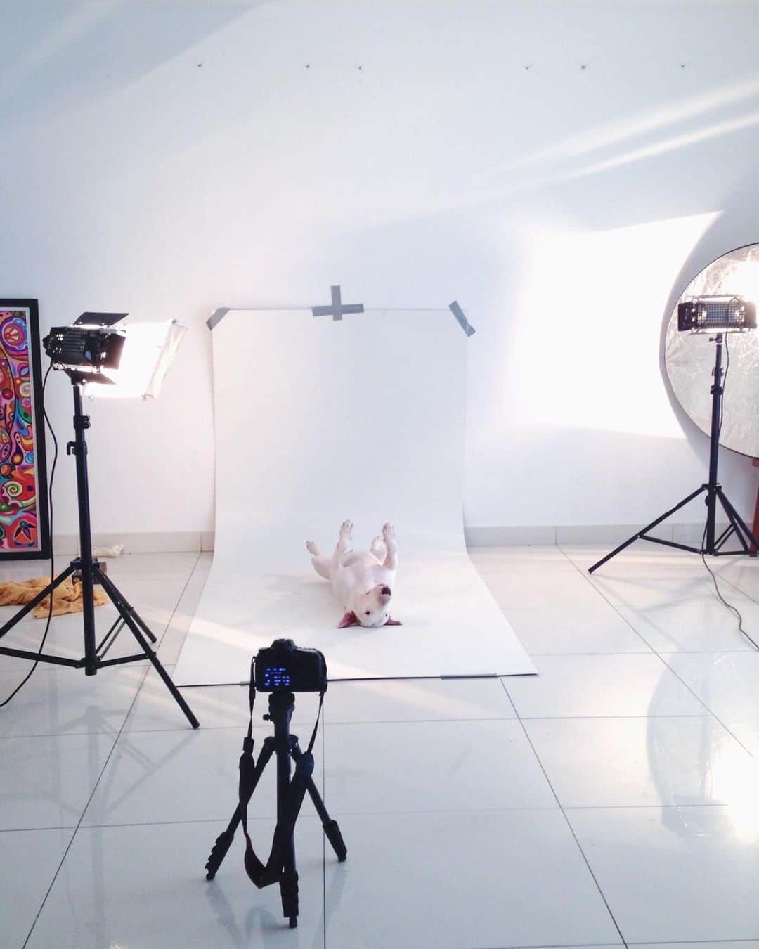 のインスタグラム：「my first #tbt here, directly to 2014, where I had no furniture, no job, no money (the camera equipment was borrowed from a friend) but the best dog in the WORLD . . meu primeiro #tbt aqui, direto de 2014, sem moveis, sem emprego, sem dinheiro (os equipamentos e a camera eram emprestados) mas com o melhor cachorro do mundo.」