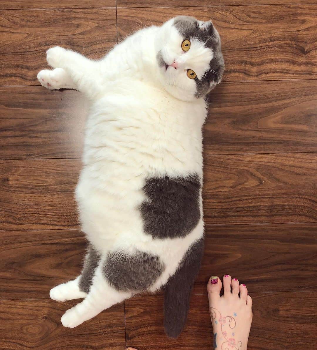 サイモンとマルティナのインスタグラム：「A furry loaf of freshly floofed fluff 🍞 Now say that 10x fast!」