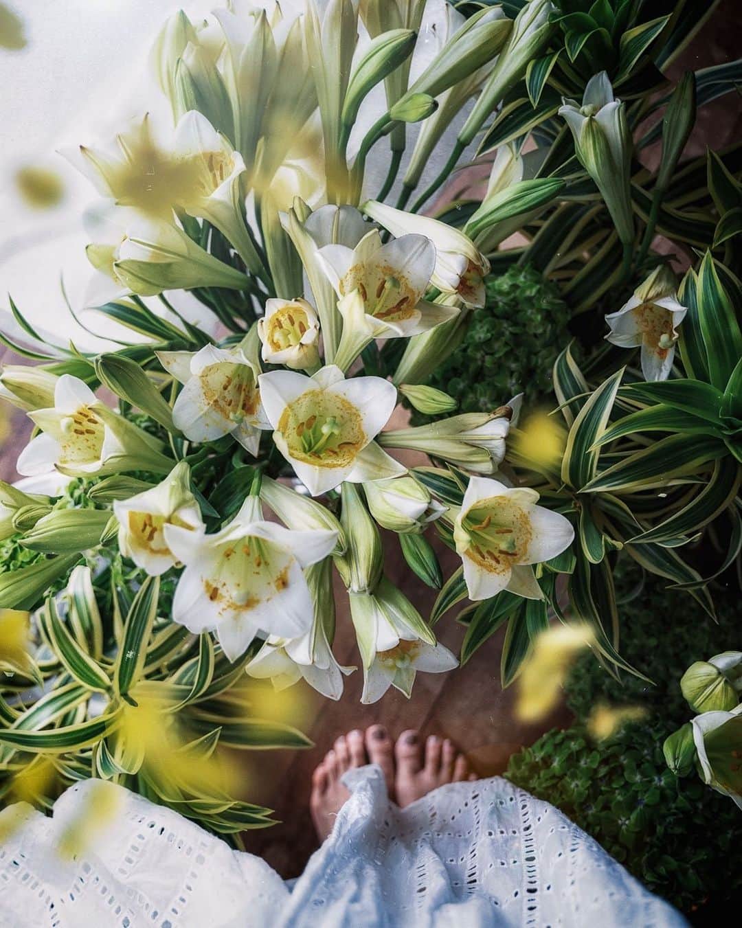 柳澤麻衣さんのインスタグラム写真 - (柳澤麻衣Instagram)「Have a lovely evening with summer lilies 💚 . ... 今年は色々なプロジェクトやお仕事に関わらせて頂いております。その一つがお花の定期便 "hanaike はないけ" です。 . 8月1日に、四季の花をお手本コンテンツと共にお届けする花の定期便 "はないけ" がリリースしました。 @hanaike_official . 初回は白い胡蝶蘭のお届けです。 私も生け方のご提案させて頂きました。 . ステキなお花のクリエイターさん達のコンテンツを見ることができ、私自身もワクワクしながら拝見しています。 . 皆さまにも是非チェックして頂けたら嬉しいです。 . Hanaike セットお試し版 胡蝶蘭のお申込みは8月23日 明日までとなっております。」8月22日 21時03分 - toile_blanche