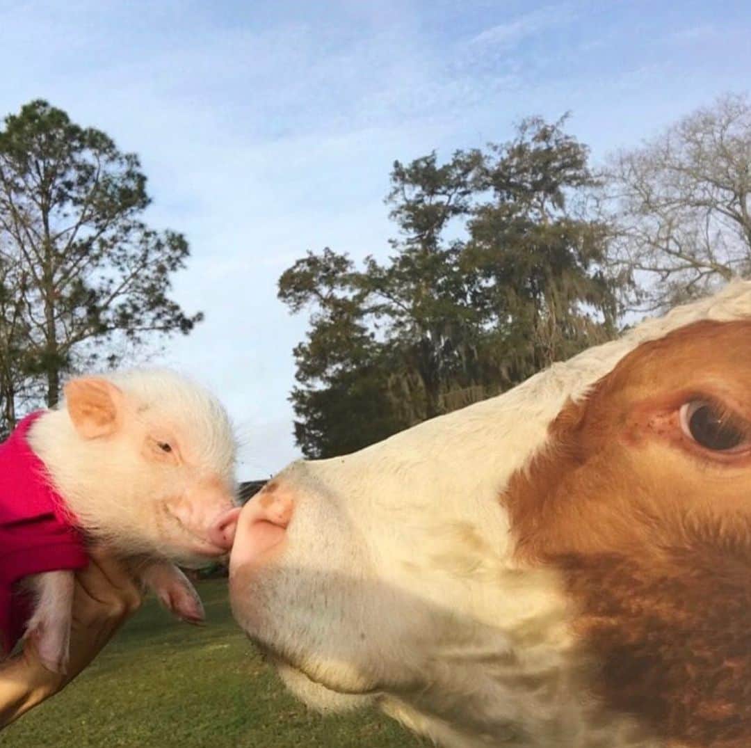のインスタグラム：「Piggy Penn getting Good MOOOOOrning kisses from Pumpkin from @prissyandpops_helpinghooves.🐷💕🐮#friendsnotfood #tbt #PiggyPenn #Pumpkinthecow #PrissyandPop」