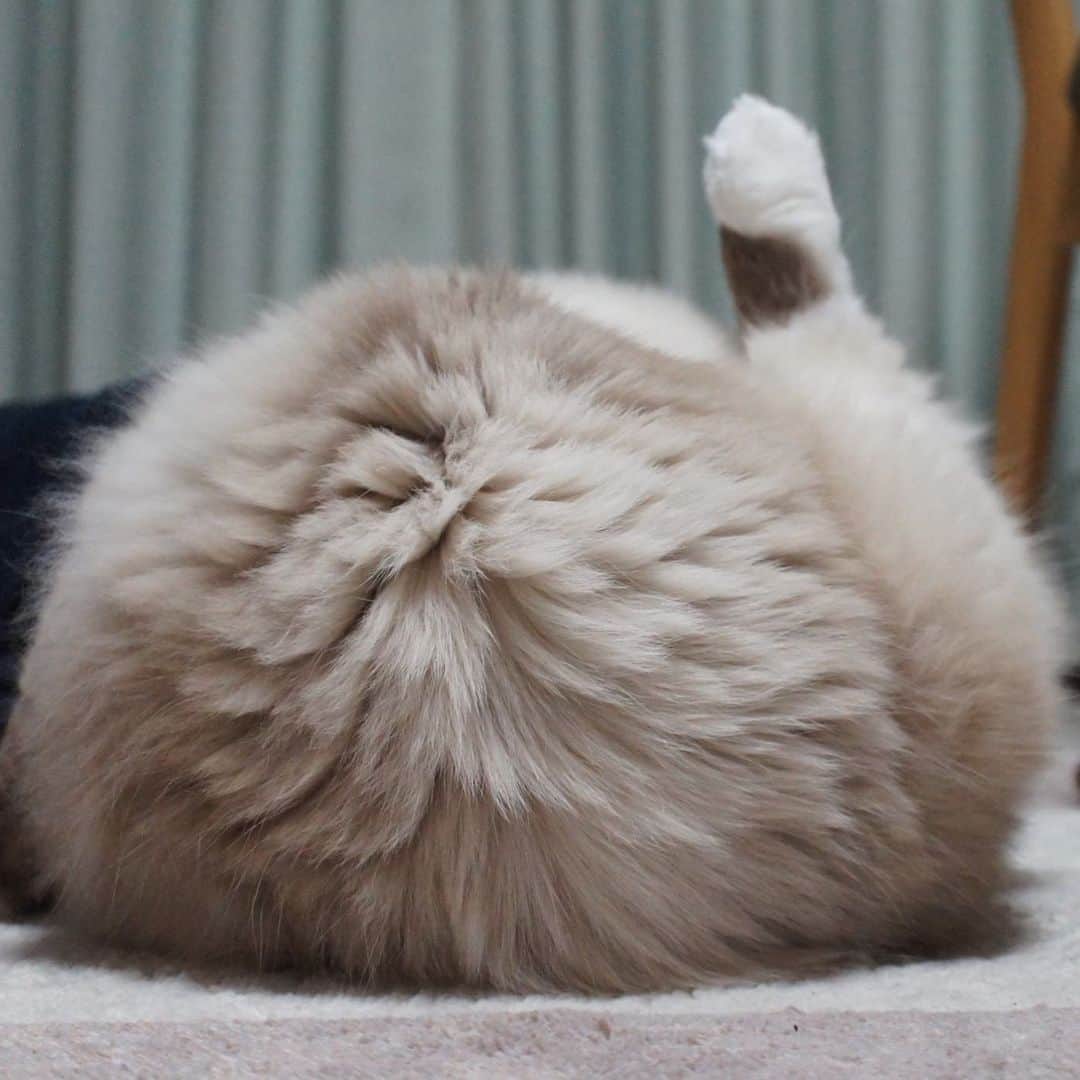 takegaeruのインスタグラム：「ナゾ毛玉（取っ手付き） #cat #猫 #ragdoll #ラグドール #ホワイトポッチーズ」