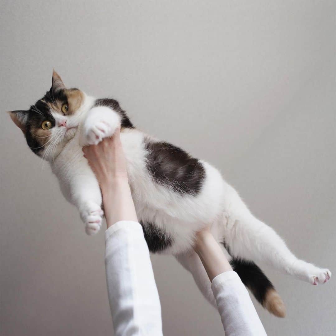 guremikeのインスタグラム：「#guremike #photography #photooftheday #catlife #animal #cat #neko #love #kawaii」