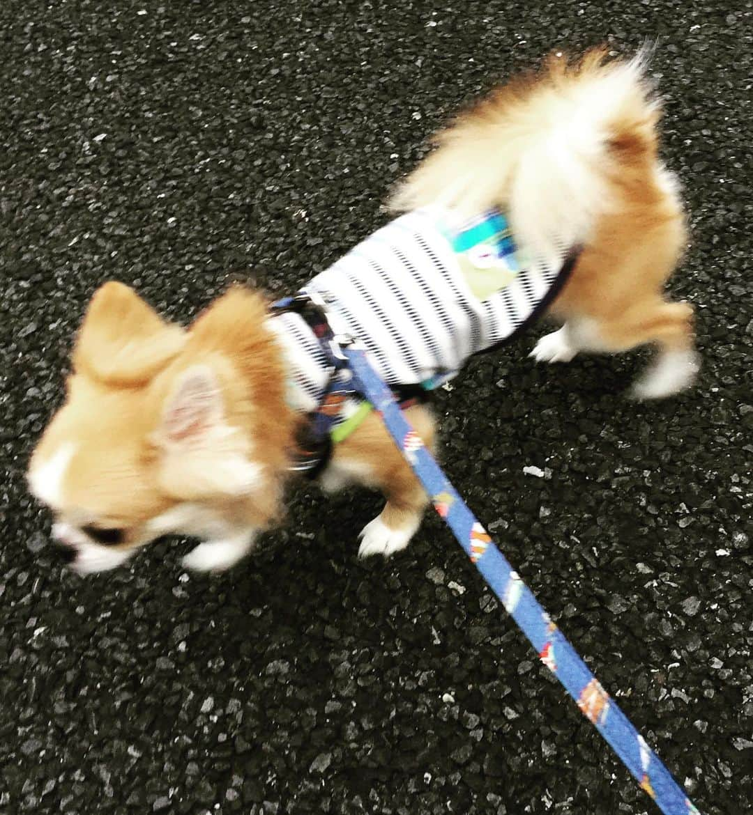 香西咲さんのインスタグラム写真 - (香西咲Instagram)「#おはようございます ☔ 眠れないし #早朝お散歩 🐾 行ったら☔降ってきちゃって撤収ლ('꒪д꒪')ლ  #家族 #family #ちわすたぐらむ #ぺきすたぐらむ #leo  #いぬすたぐらむ #Leostagram #れおすたぐらむ #表情豊か #顔芸 #芸達者 #ペキニーズ #pekingese  #宮廷獅子狗 #北京犬  #京巴  #チワワ #chihuahua #mix犬 #ペキチワ #ペキチー #チワペキ #犬のいる生活 #犬のしつけ #犬の動画  #犬の服 #男の子」8月23日 6時33分 - saki.kouzai